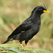 Great Myna