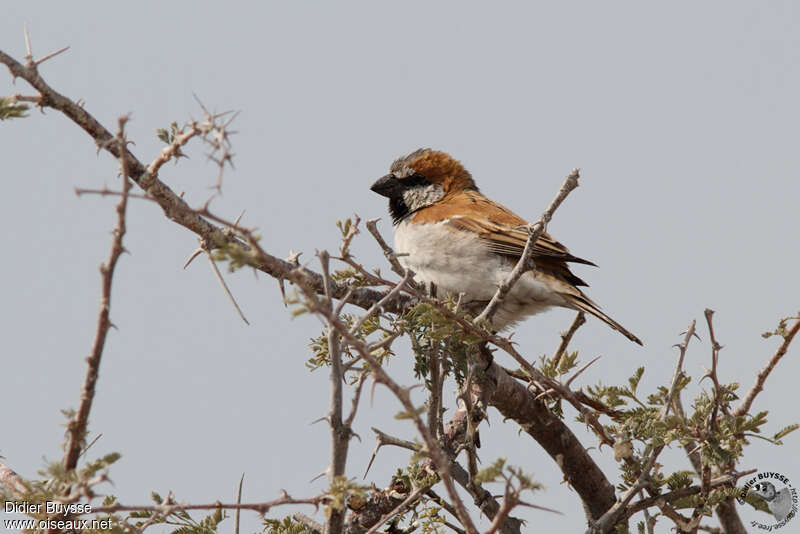 Great Sparrow male adult