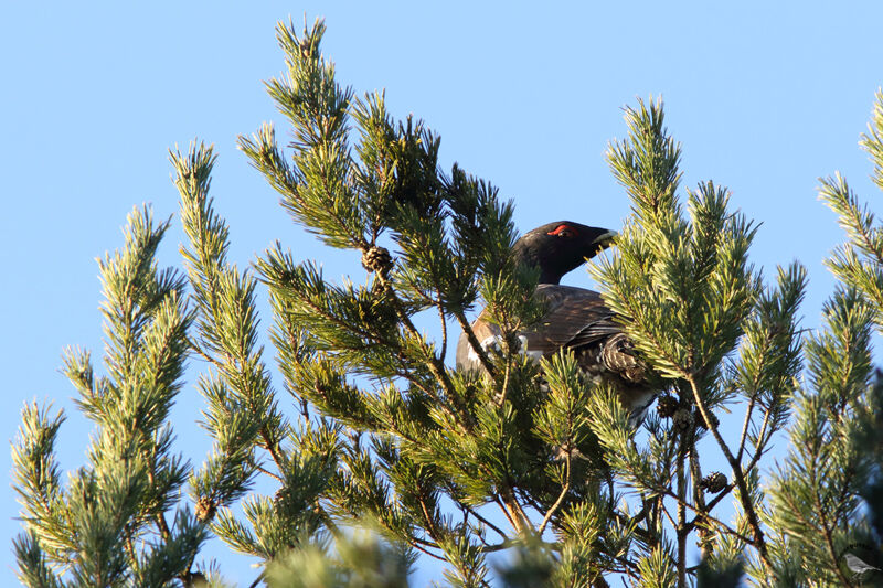 Grand Tétrasadulte, habitat, mange