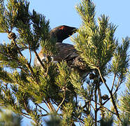 Western Capercaillie