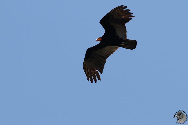 Greater Yellow-headed Vultureadult, Flight