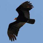 Greater Yellow-headed Vulture