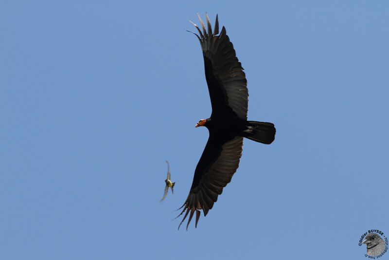 Greater Yellow-headed Vultureadult, Flight