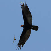 Greater Yellow-headed Vulture