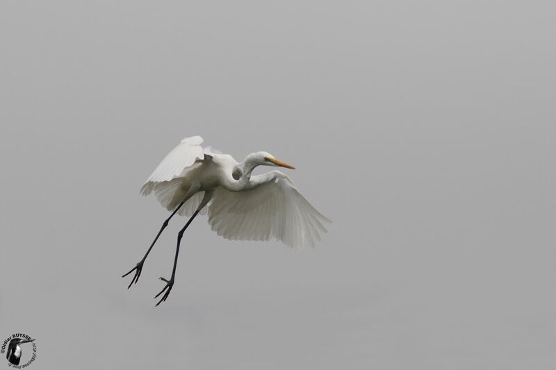 Great Egretadult, identification