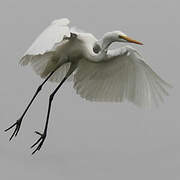 Grande Aigrette