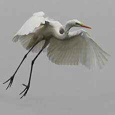 Grande Aigrette