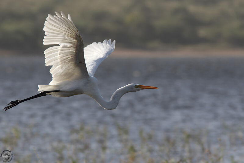 Great Egretadult, Flight