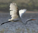 Grande Aigrette