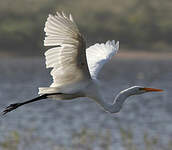 Grande Aigrette