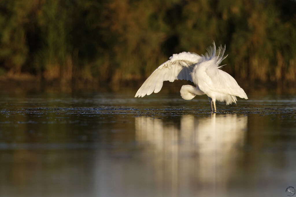 Grande Aigrette