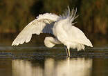 Grande Aigrette