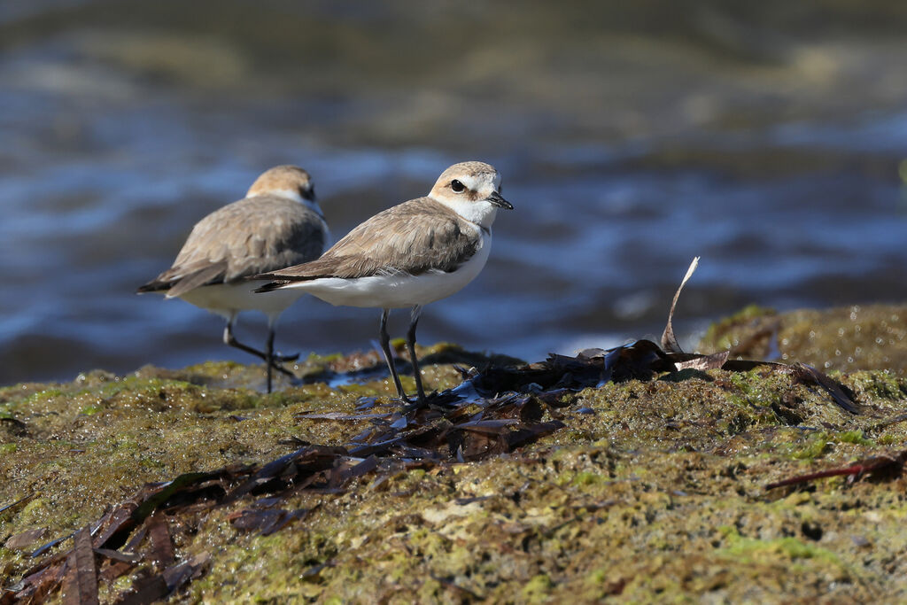 Kentish Ploveradult, walking
