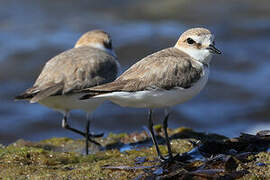 Kentish Plover