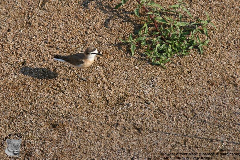 White-fronted Ploveradult breeding