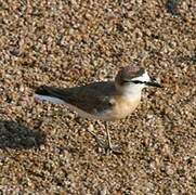 White-fronted Plover