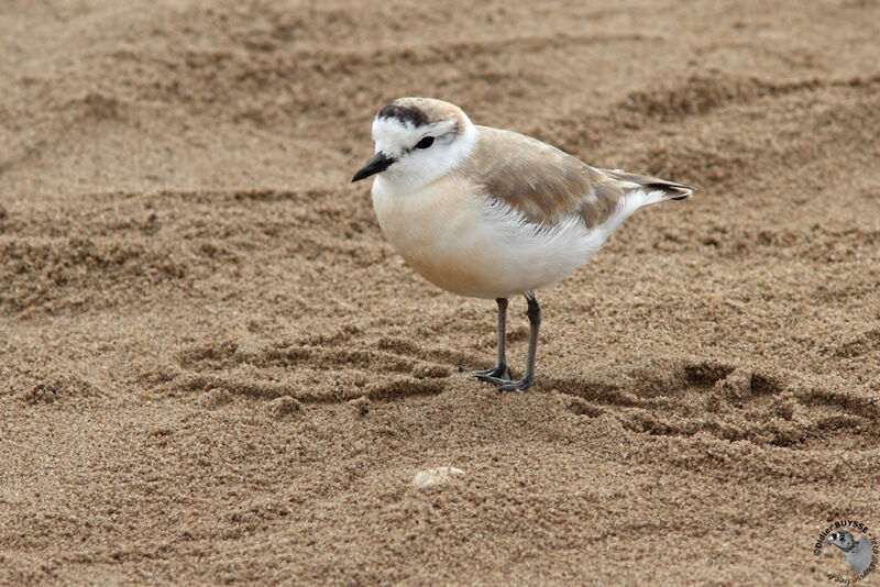 White-fronted Ploveradult, identification