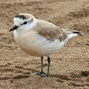 White-fronted Plover