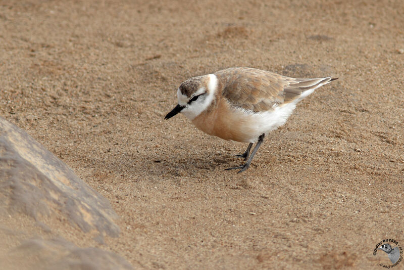 White-fronted Ploveradult, identification