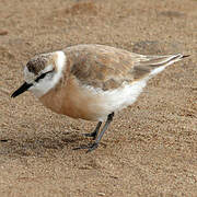 White-fronted Plover