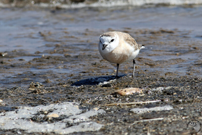 Gravelot à front blancadulte, identification