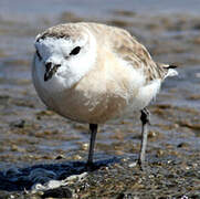 White-fronted Plover