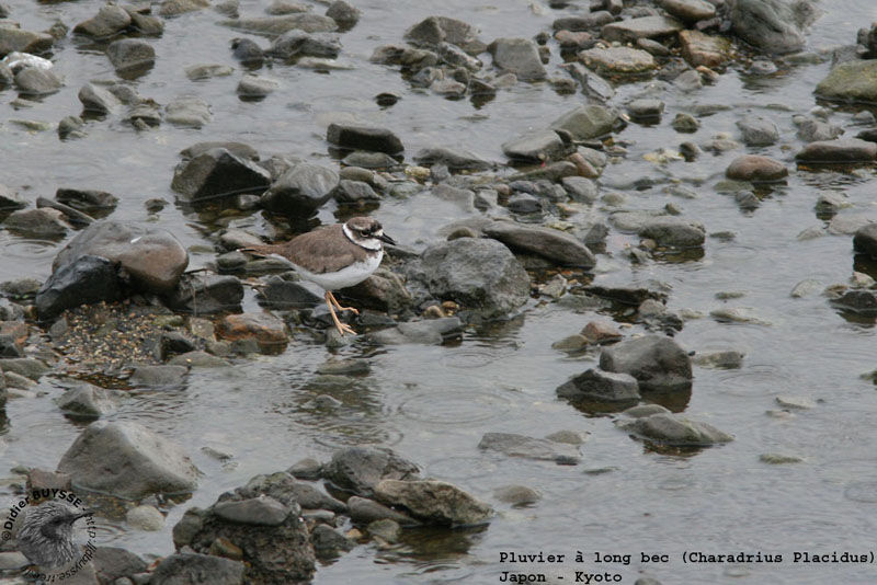 Long-billed Plover