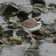 Long-billed Plover