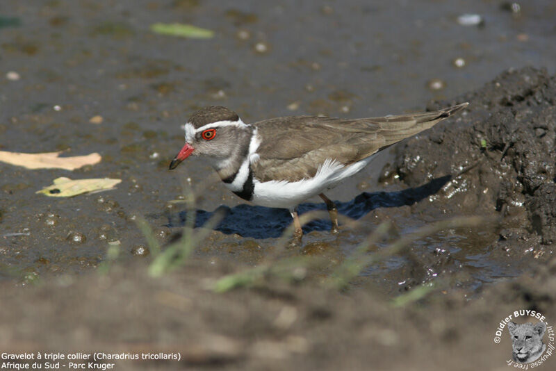 Three-banded Plover