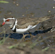 Three-banded Plover