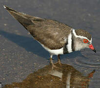 Three-banded Plover