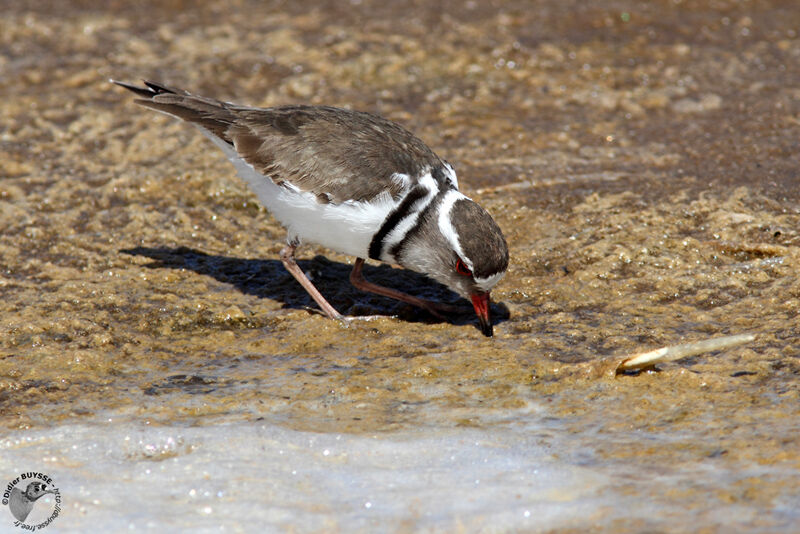 Three-banded Ploveradult, identification, feeding habits