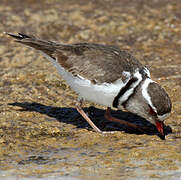 Three-banded Plover