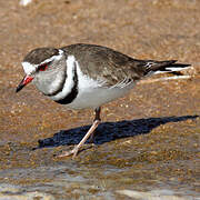 Three-banded Plover