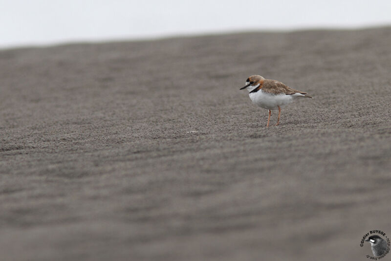 Collared Ploveradult, identification