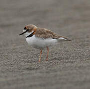 Collared Plover