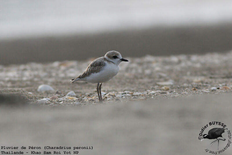 Malaysian Plover female adult breeding