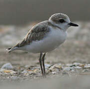 Malaysian Plover