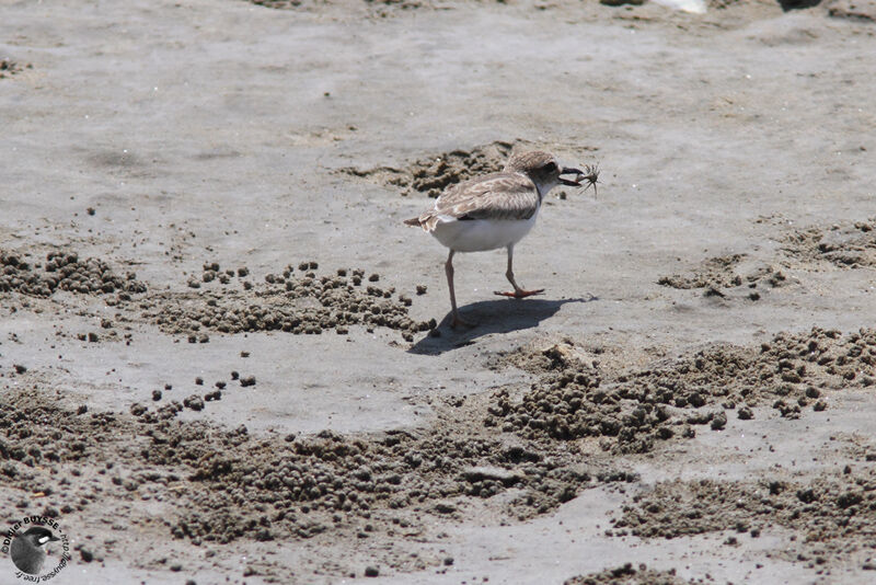 Wilson's Plover female adult, identification, feeding habits