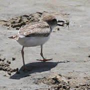 Wilson's Plover