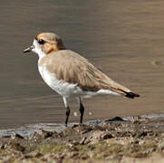 Puna Plover