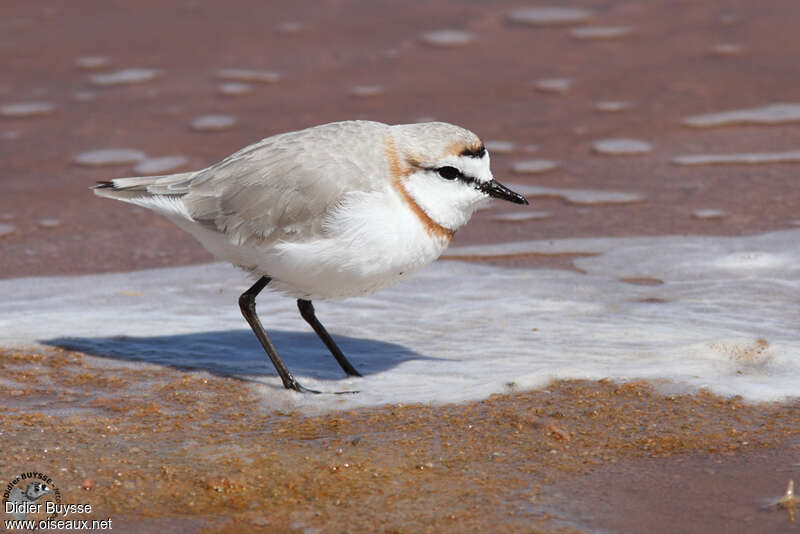 Chestnut-banded Plover male adult, identification