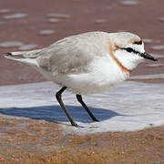 Chestnut-banded Plover