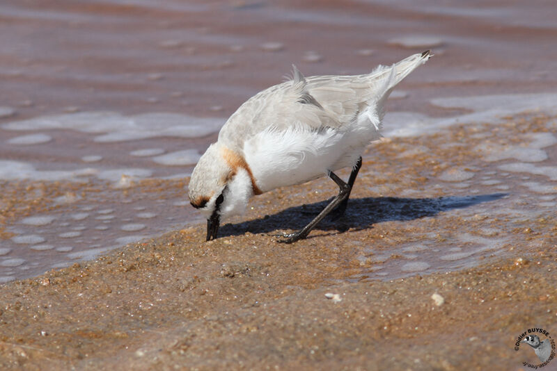 Chestnut-banded Ploveradult, identification, feeding habits