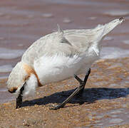 Chestnut-banded Plover