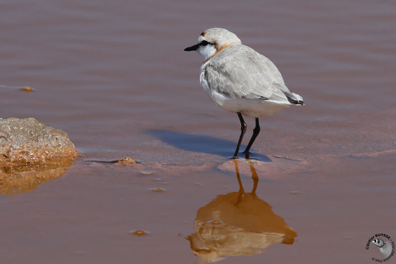 Chestnut-banded Ploveradult, identification