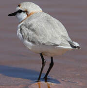 Chestnut-banded Plover