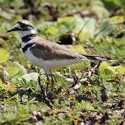 Killdeer