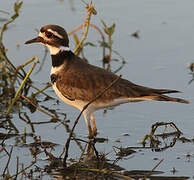 Killdeer