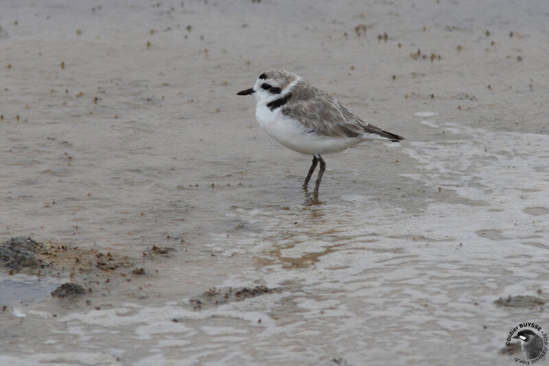 Snowy Ploveradult breeding, identification